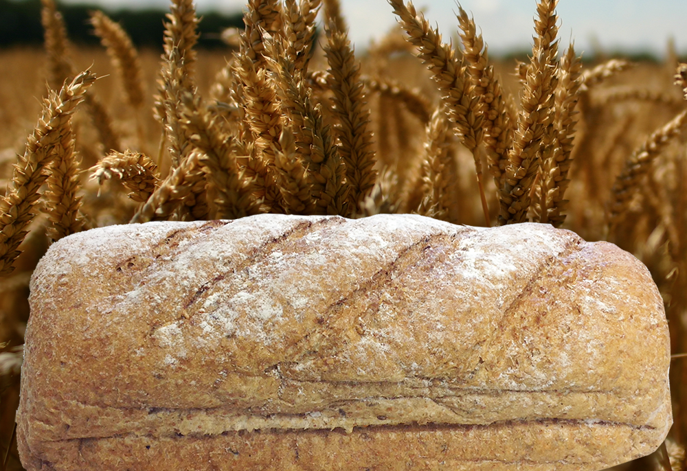 Biologisch volkorenbrood